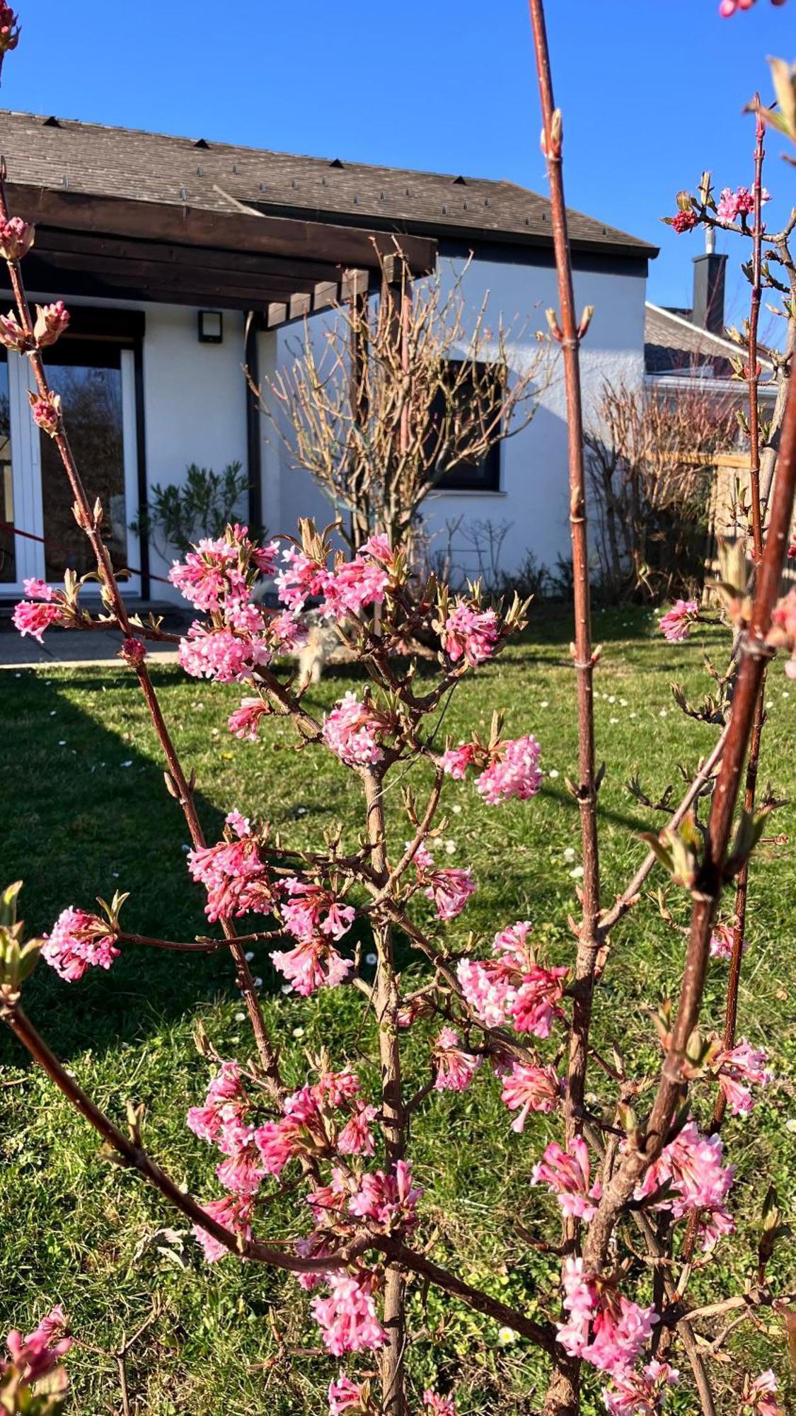 Ferienhaus Seeblick Breitenbrunn (Burgenland)